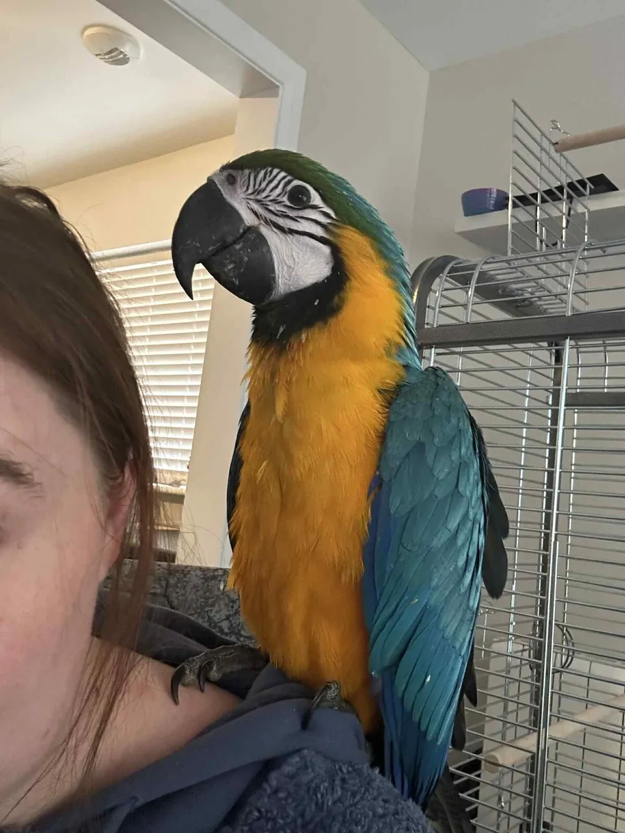 Macaw - Image 1