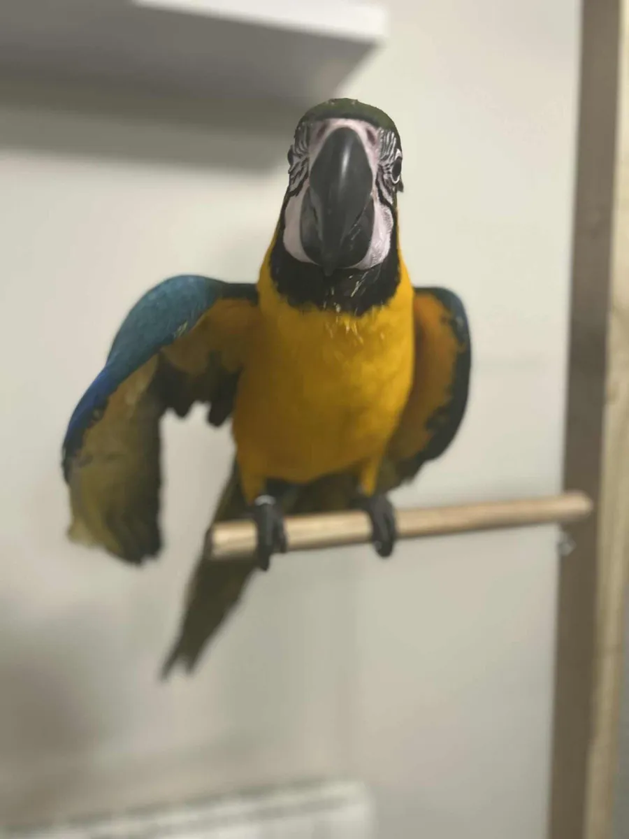Macaw - Image 2