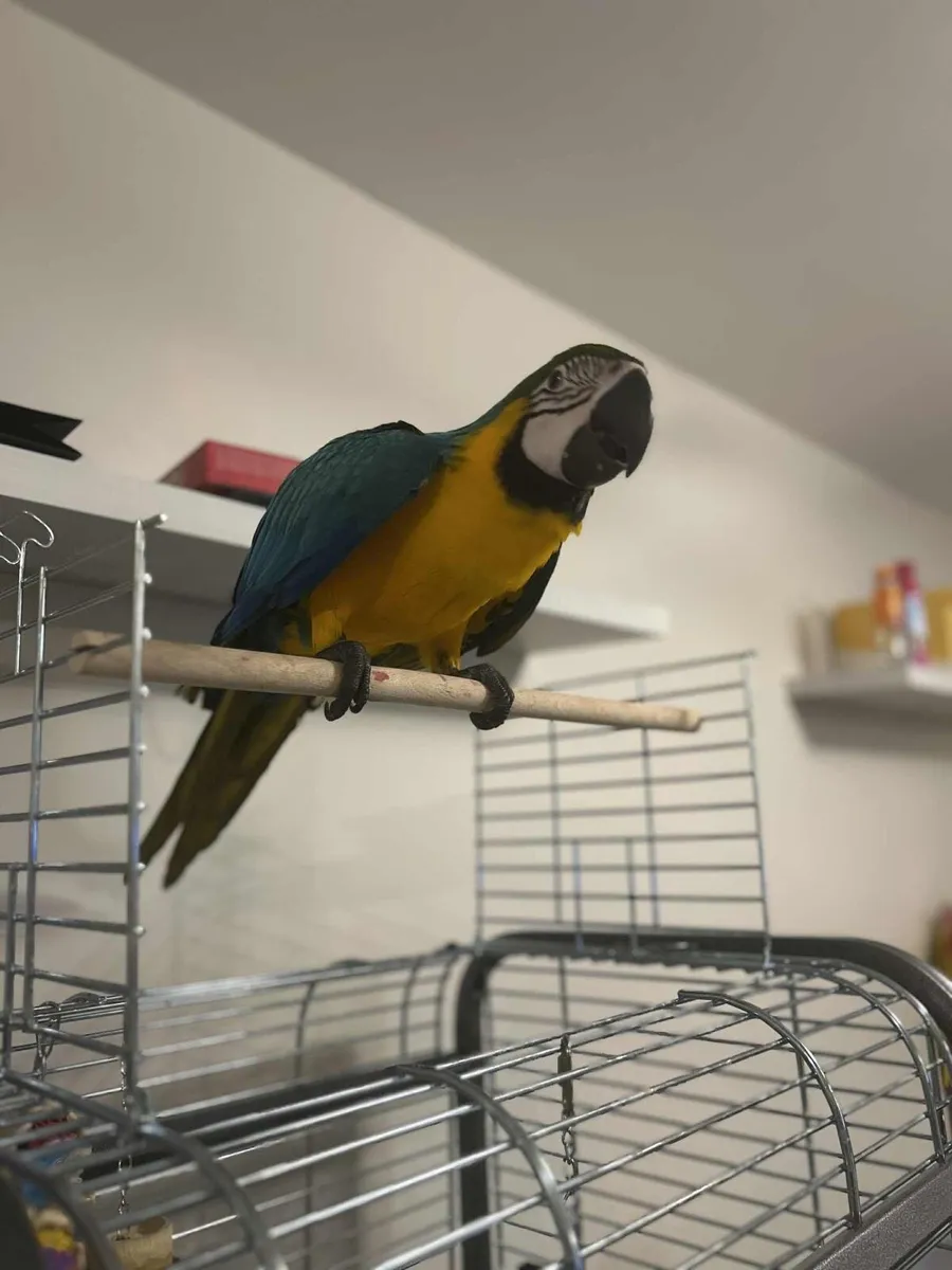 Macaw - Image 3