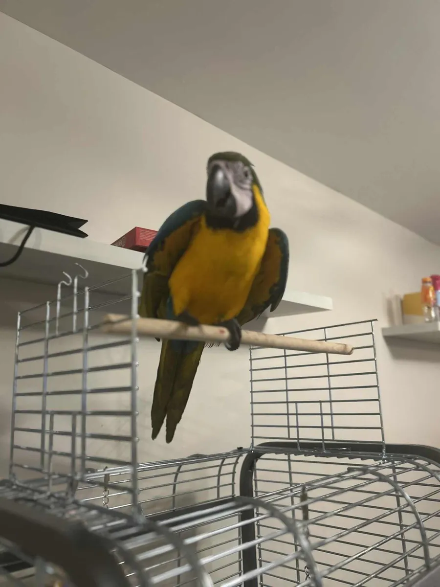 Macaw - Image 4