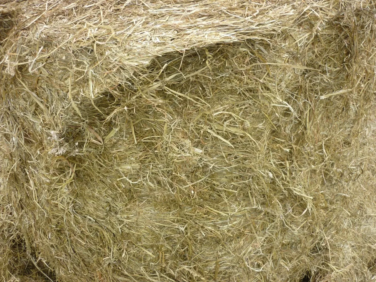 Silage and chopped haylage - Image 2