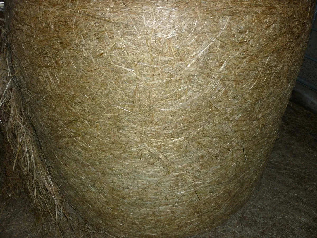 Silage and chopped haylage - Image 4