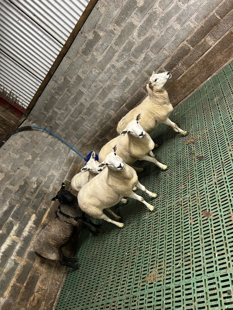 3 year old ewes - Image 1