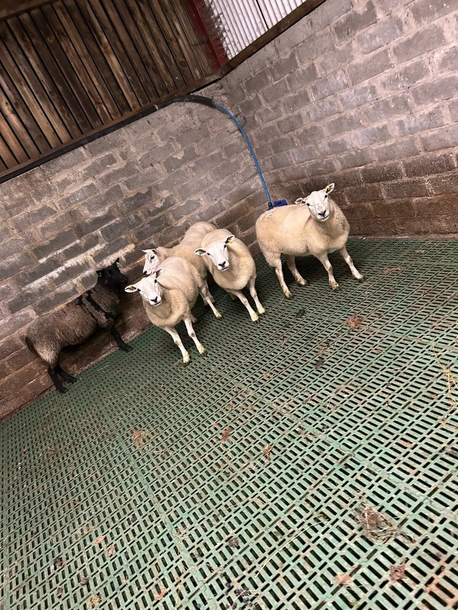 3 year old ewes - Image 2