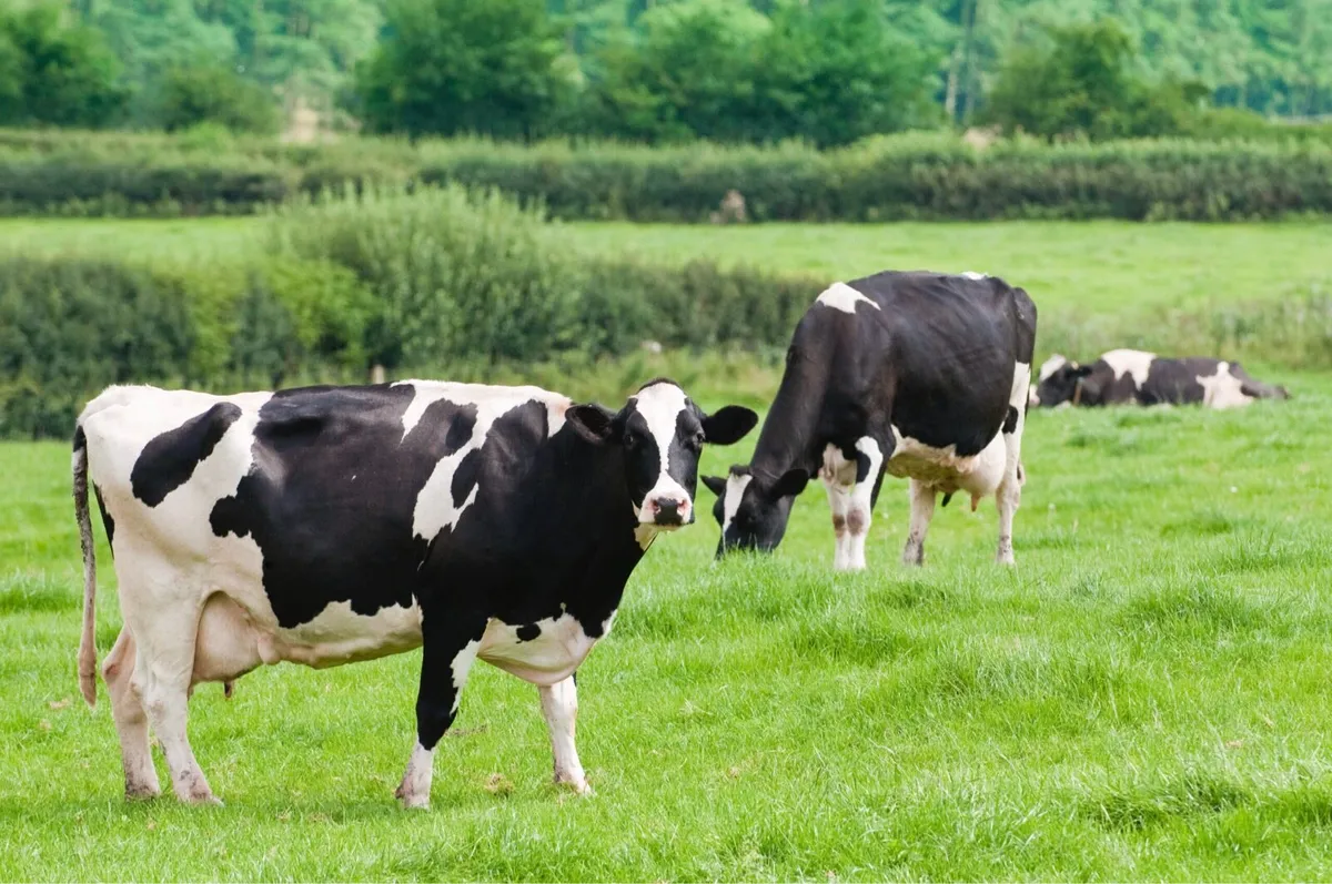 General farm worker & relief milker