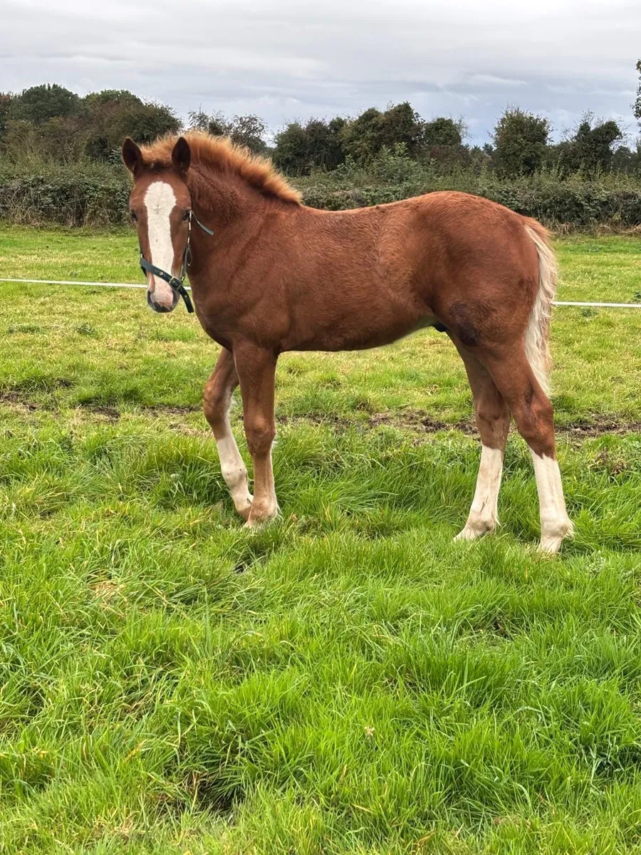 TIH Colt Foal - Image 1