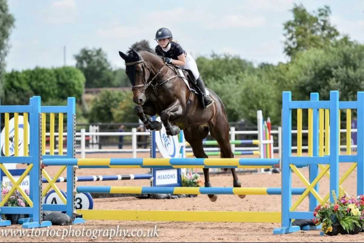 Talented & Genuine Showjumper🌟 - Image 3