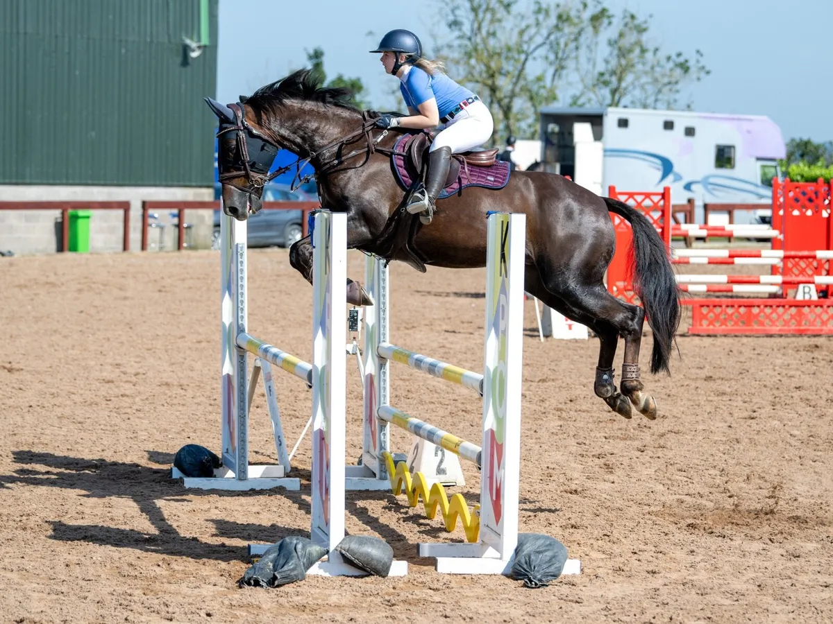 Talented & Genuine Showjumper🌟 - Image 1