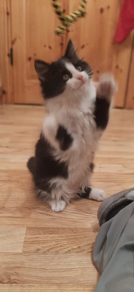Cute ragdoll cross kittens - Image 3