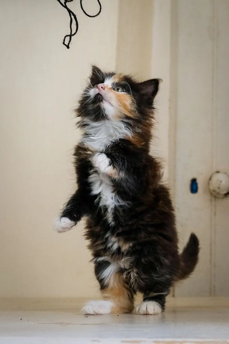 Cute ragdoll cross kittens - Image 1