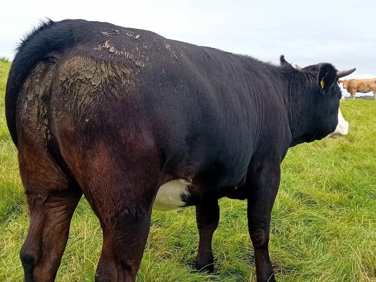 Drumshanbo Mart - Image 1