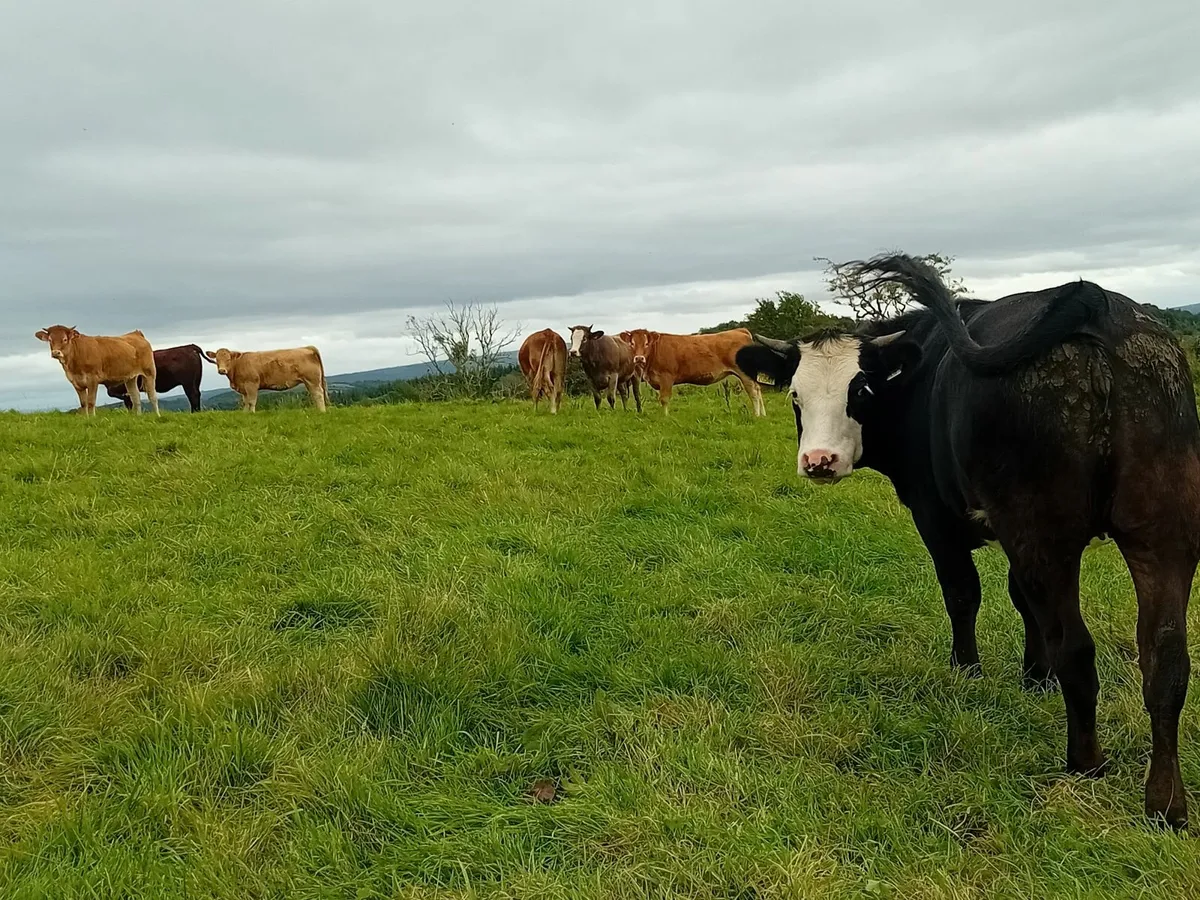 Drumshanbo Mart - Image 2