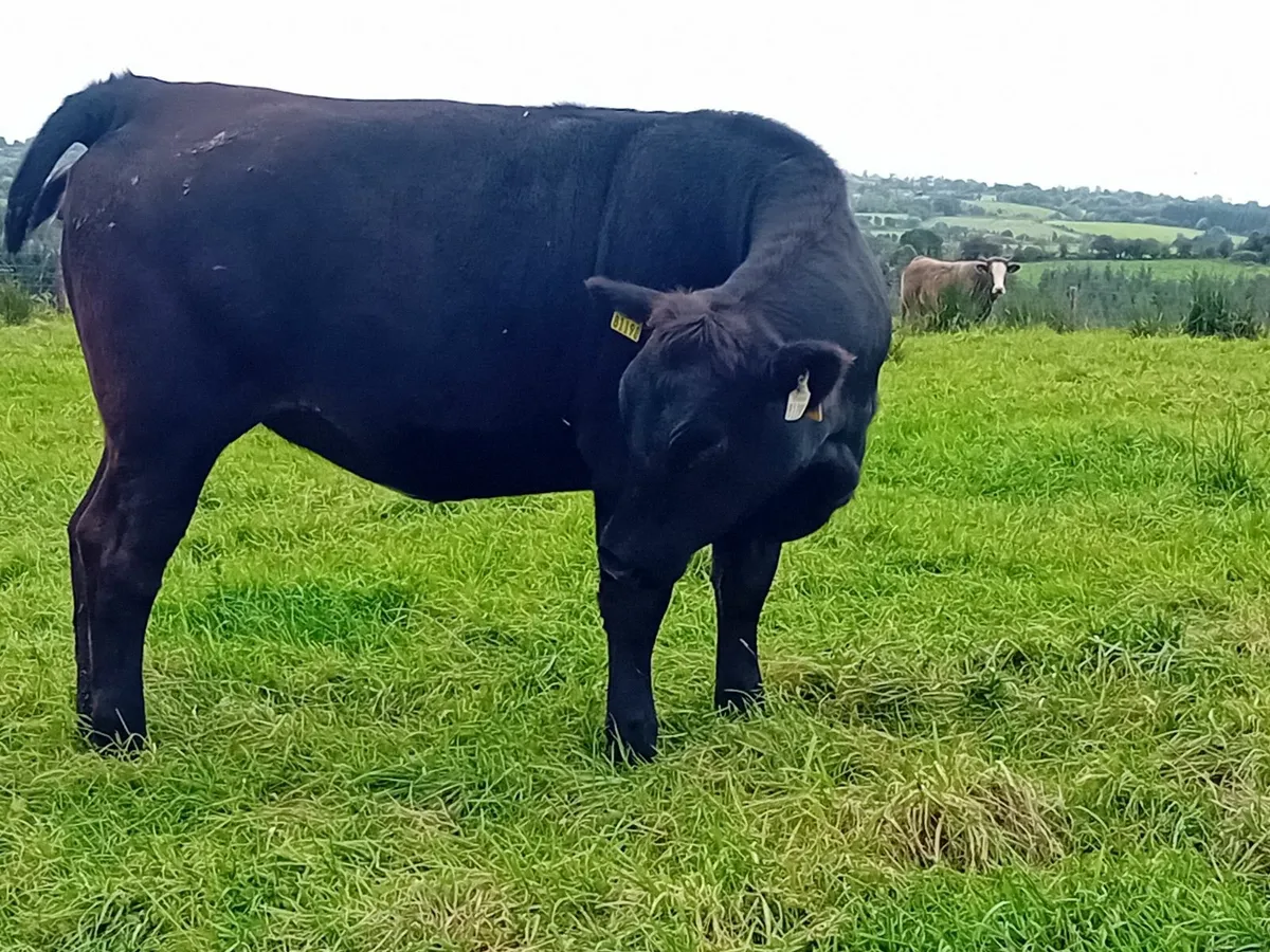 Drumshanbo Mart - Image 3