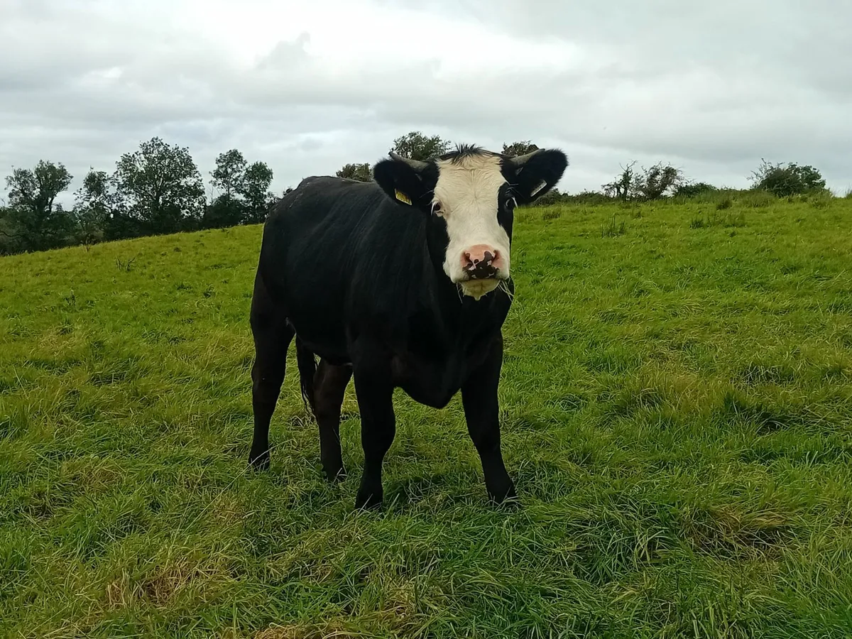 Drumshanbo Mart - Image 4