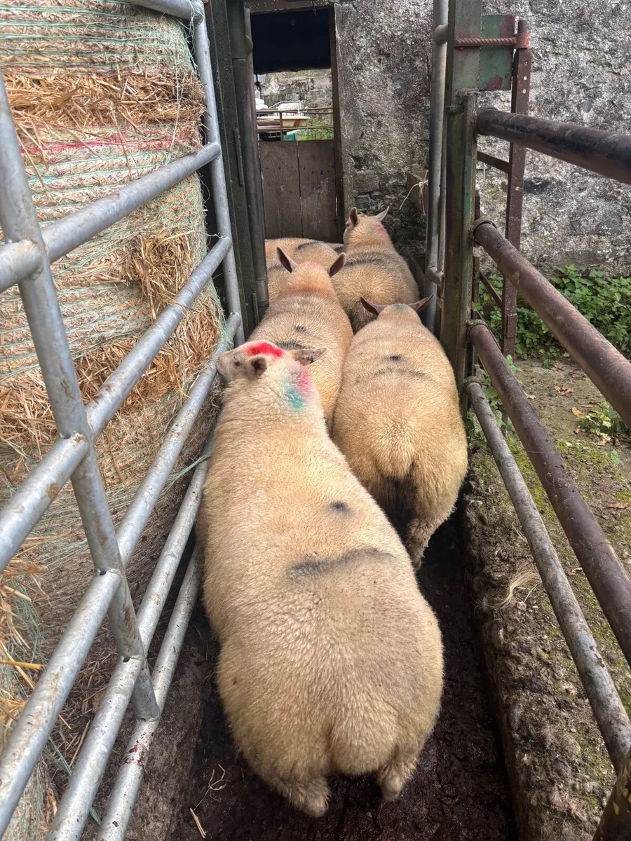 Texel Charlollais cross ewe lambs - Image 1