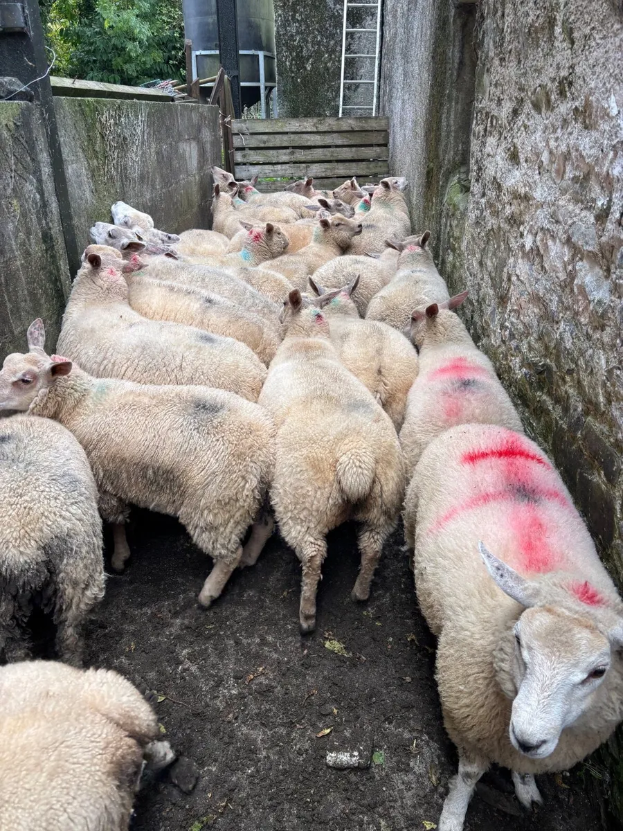 Texel Charlollais cross ewe lambs - Image 2