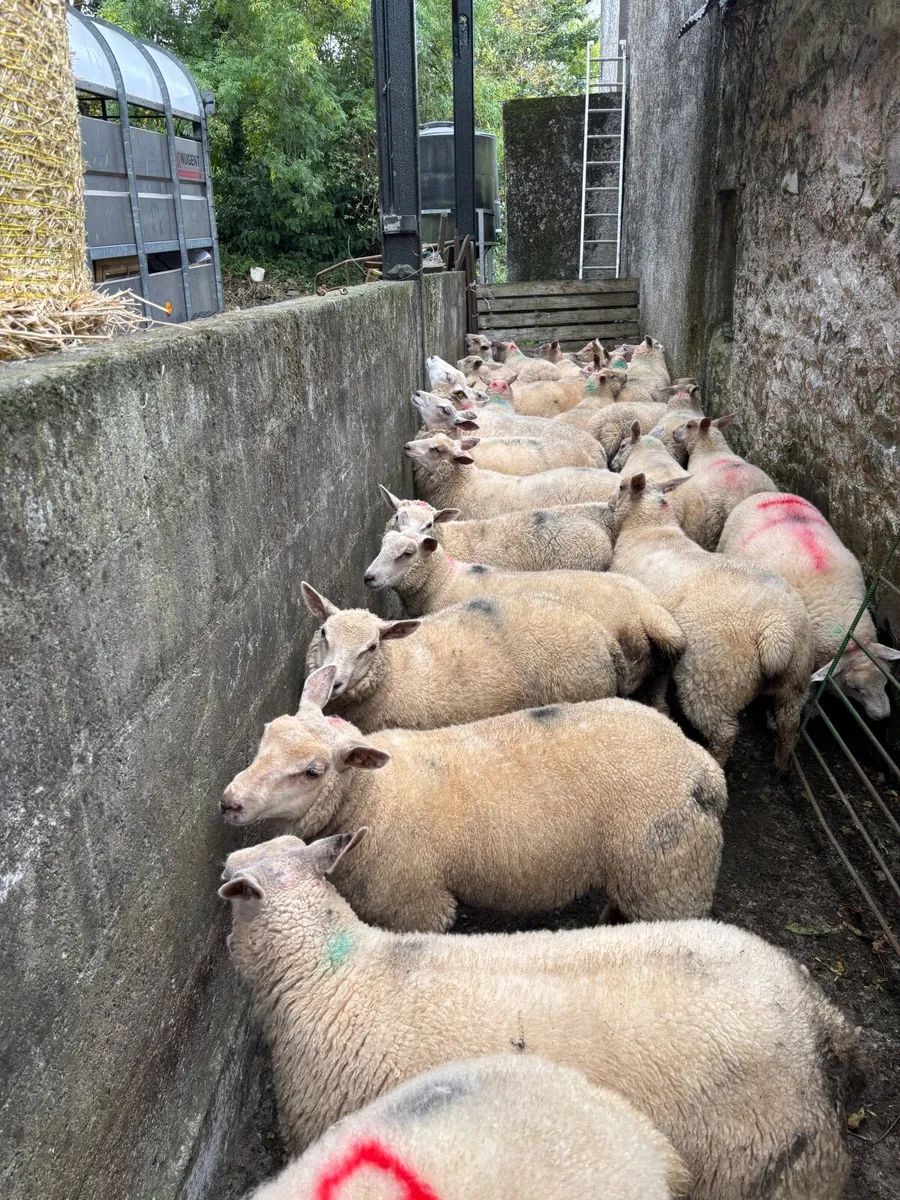 Texel Charlollais cross ewe lambs - Image 3