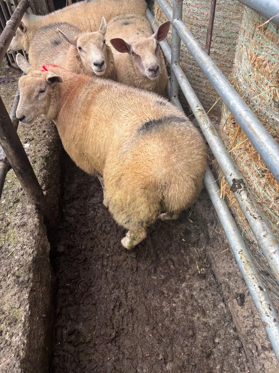 Texel Charlollais cross ewe lambs - Image 4