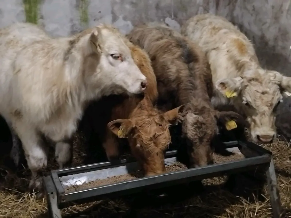 4 Super Charolais Bull Weanlings - Image 1