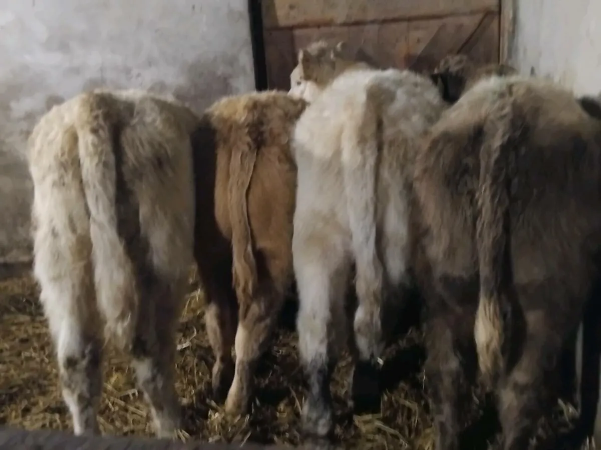 4 Super Charolais Bull Weanlings - Image 4