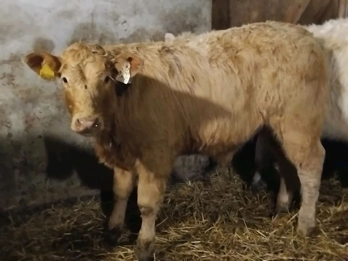 4 Super Charolais Bull Weanlings - Image 3