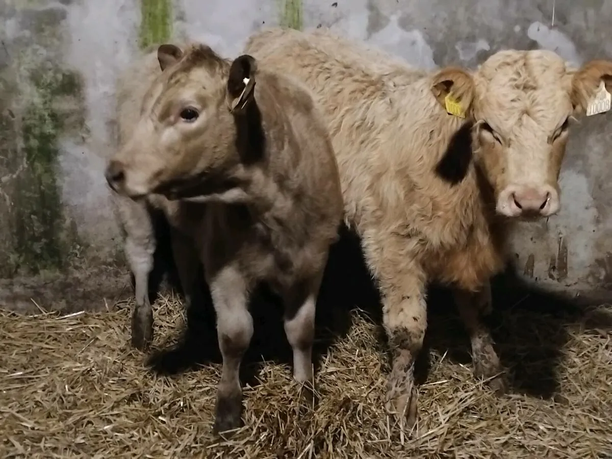 2 Charolais Weanling Heifers - Image 1