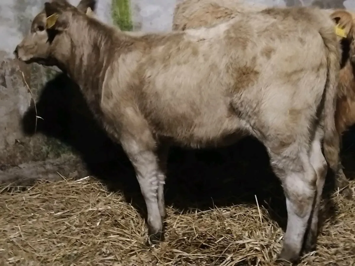 2 Charolais Weanling Heifers - Image 2