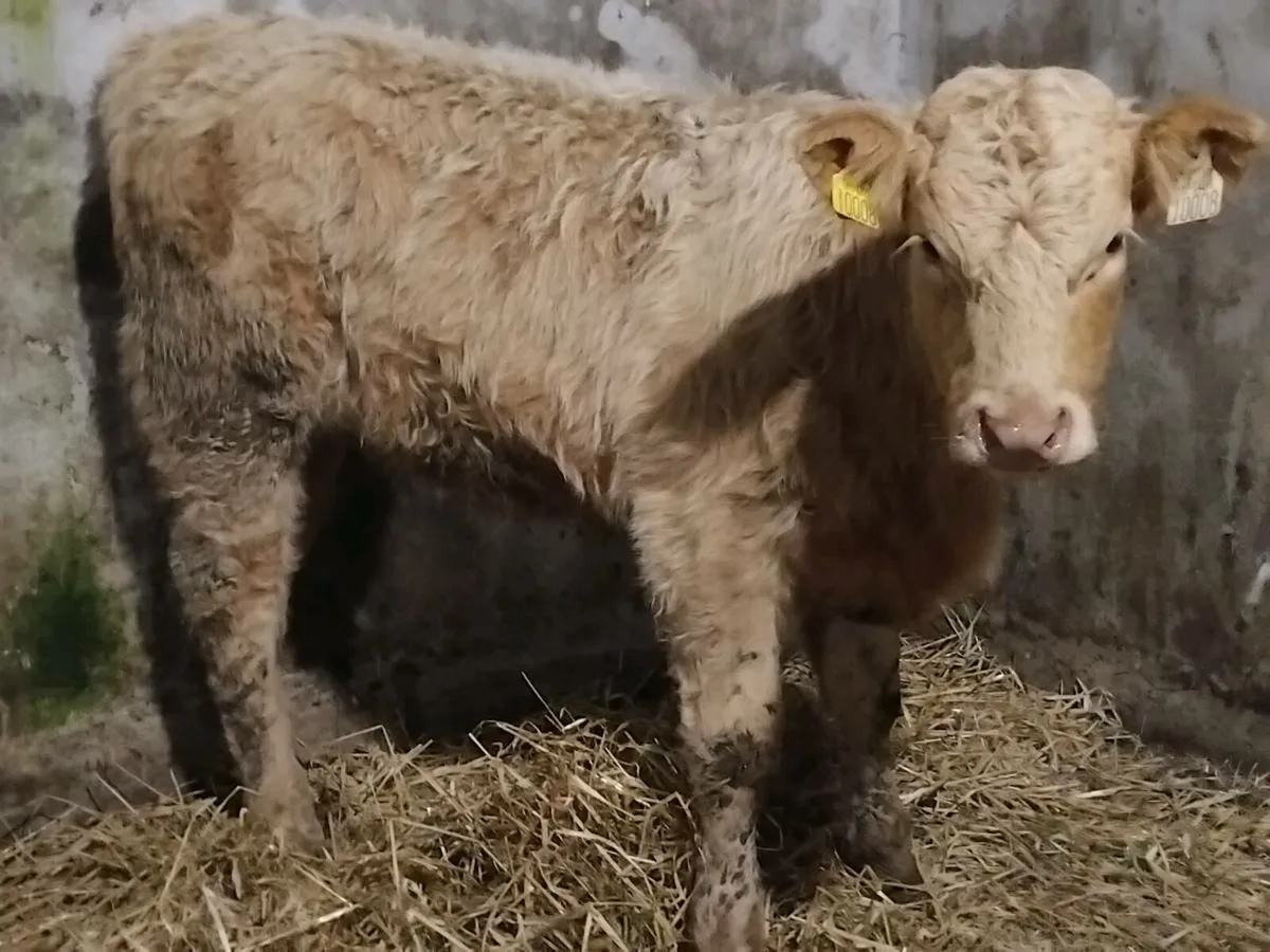 2 Charolais Weanling Heifers - Image 3