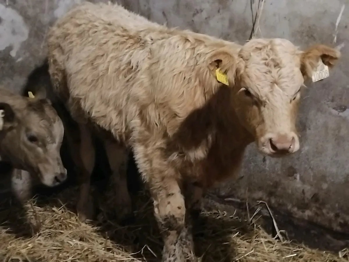 2 Charolais Weanling Heifers - Image 4