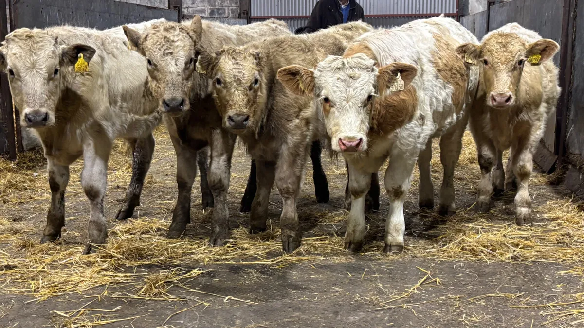 5 Charolais Bull Wealings - Image 1