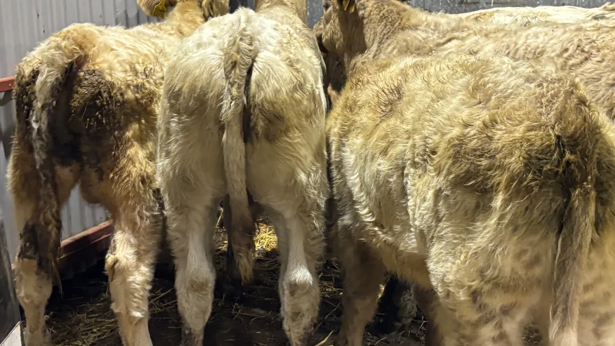 5 Charolais Bull Wealings - Image 2
