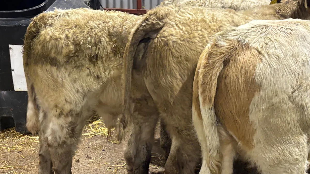 5 Charolais Bull Wealings - Image 3