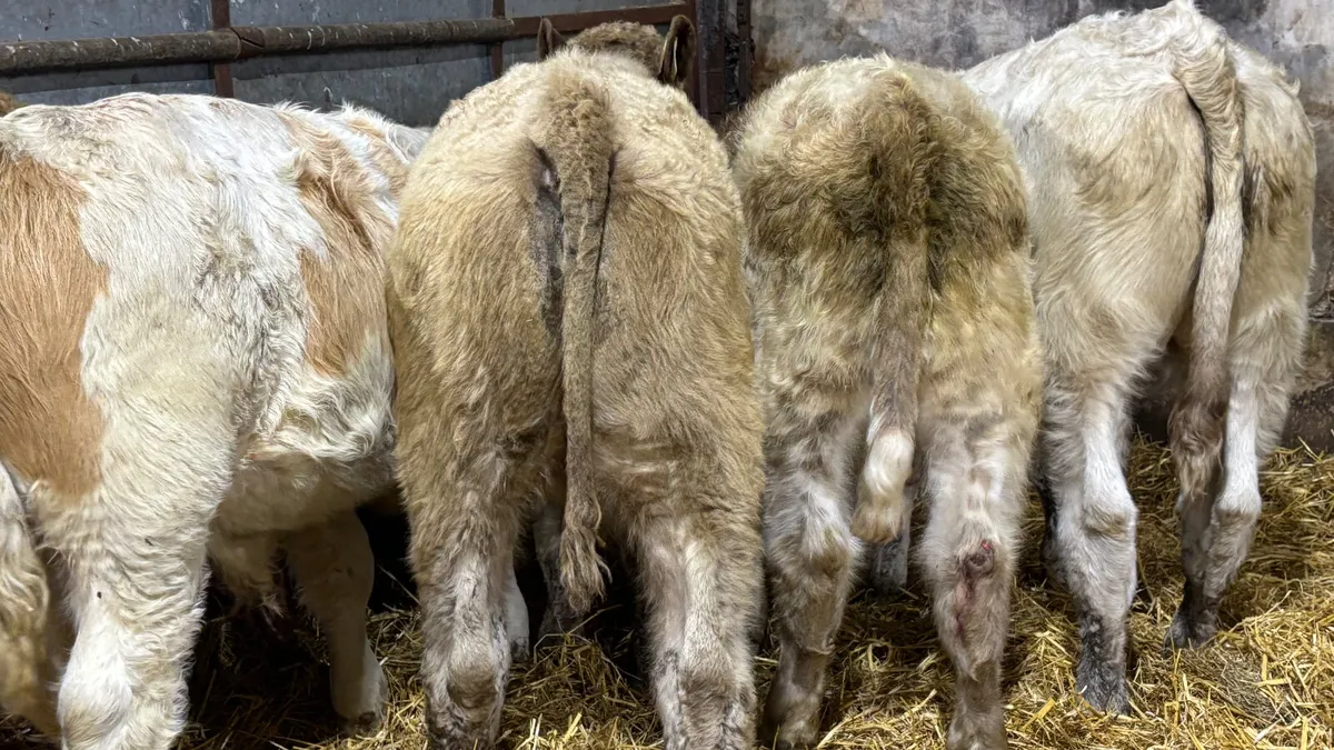 5 Charolais Bull Wealings - Image 4