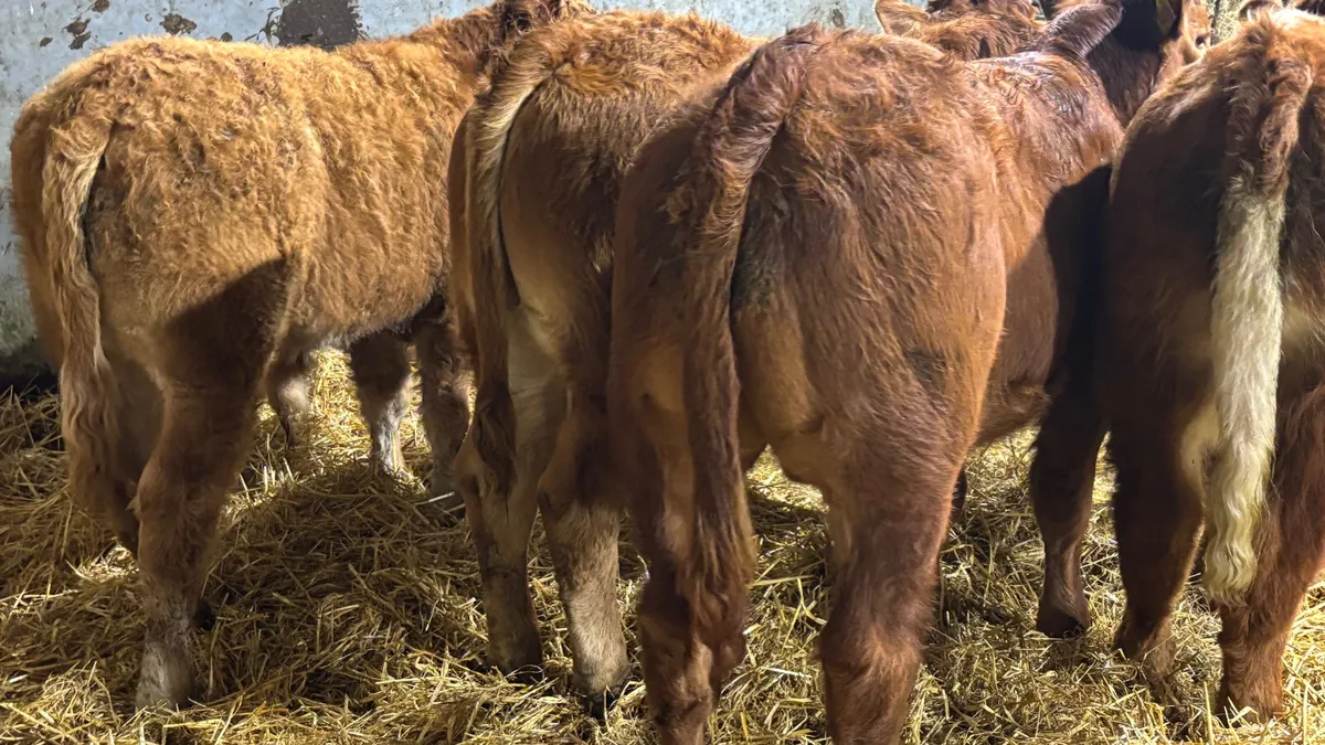4 Red Limousin Bull Wealings - Image 2