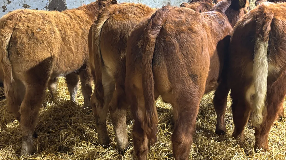 4 Red Limousin Bull Wealings - Image 4