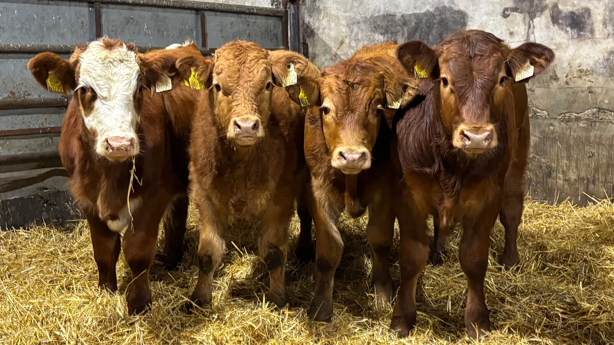 4 Red Limousin Bull Wealings - Image 1