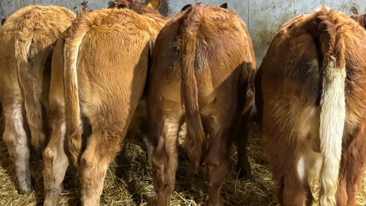 4 Red Limousin Bull Wealings - Image 3