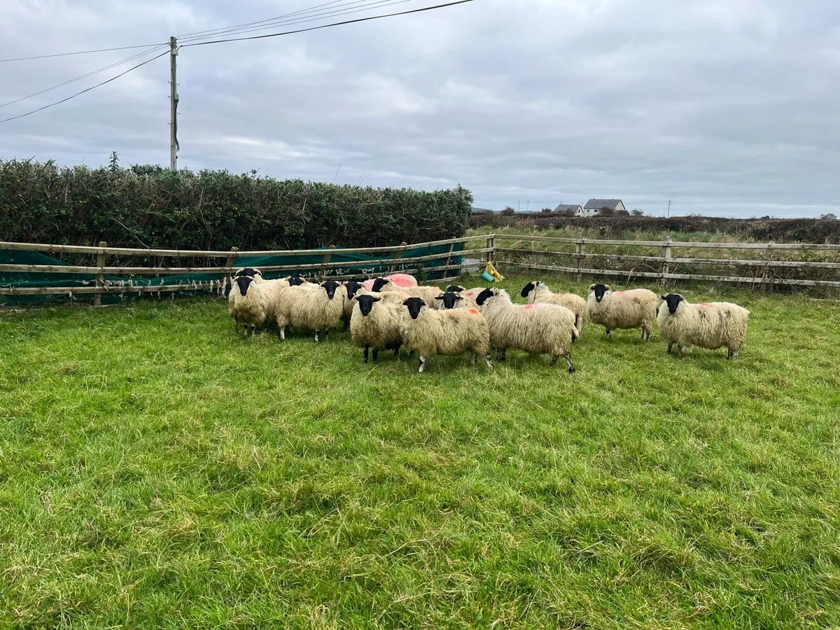 Scotch Ewe lambs - Image 1