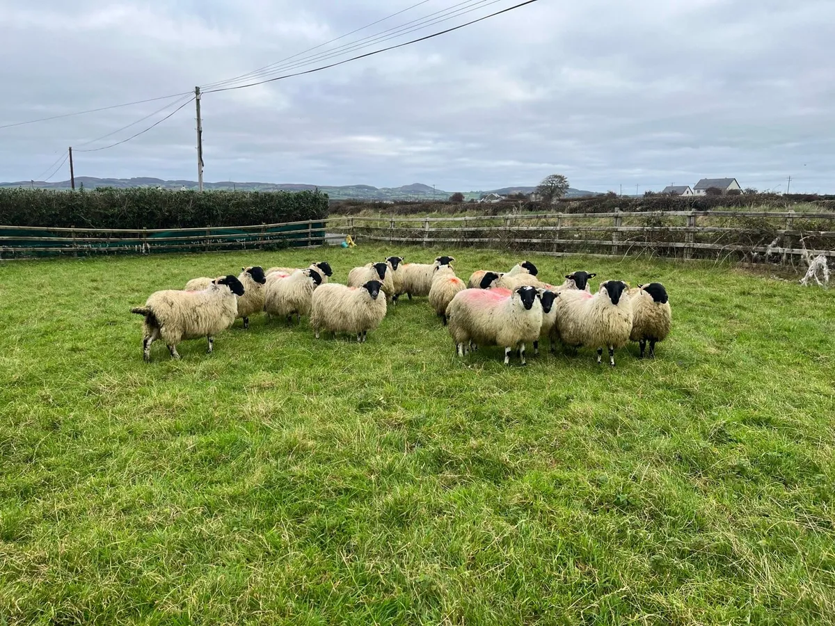 Scotch Ewe lambs - Image 2