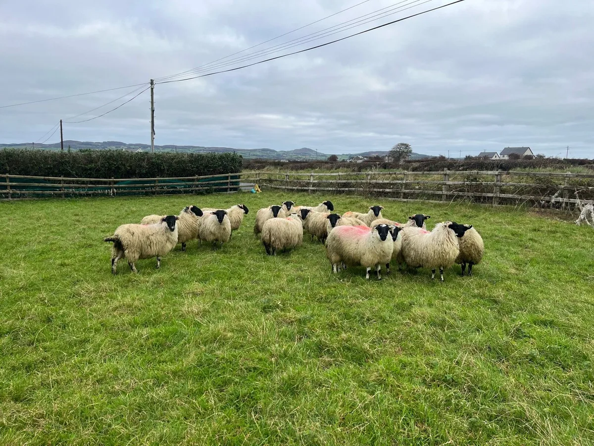 Scotch Ewe lambs - Image 3