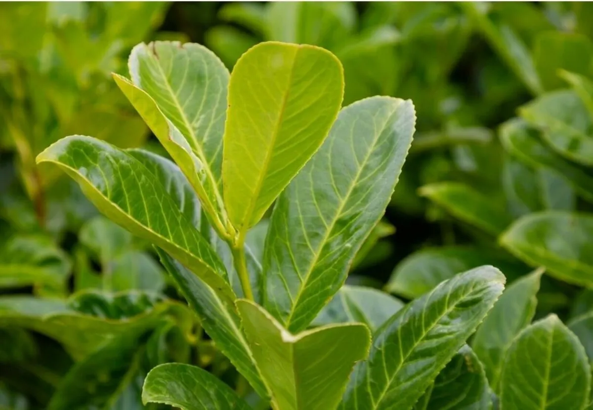Laurel hedging
