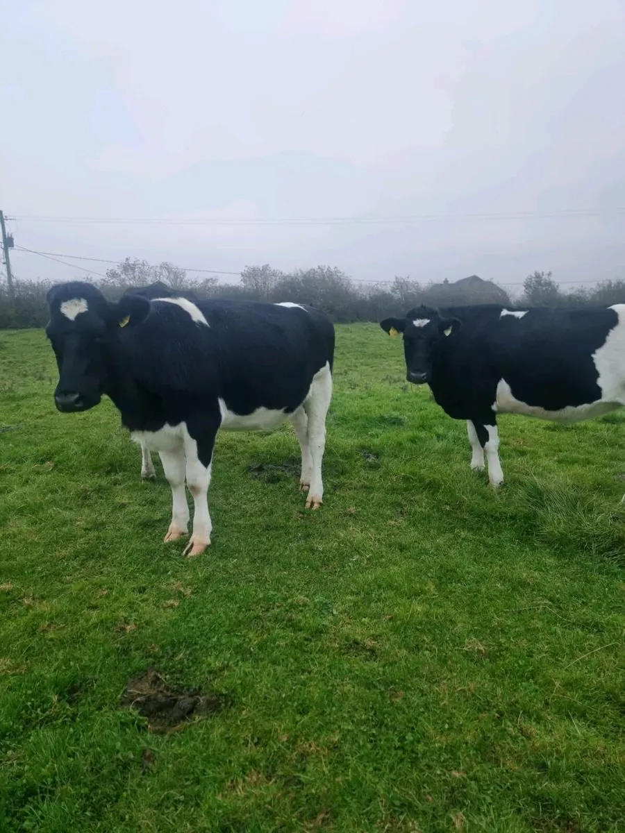 5 Incalf heifers - Image 1