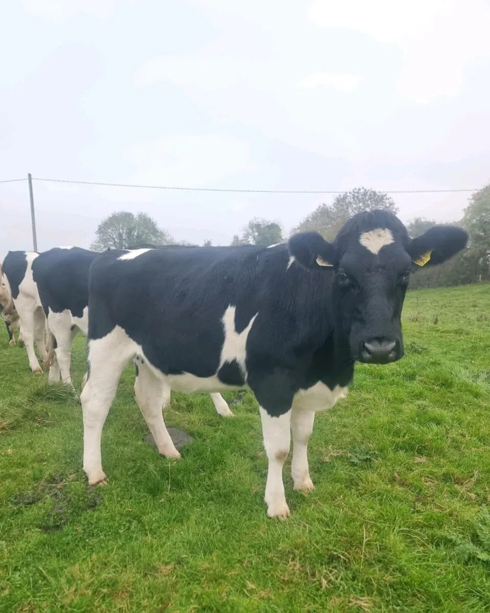 5 Incalf heifers - Image 2