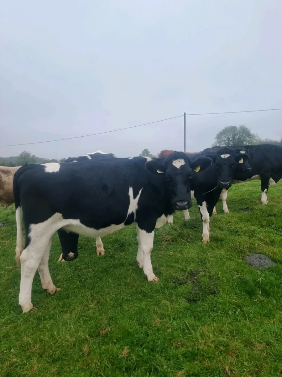 5 Incalf heifers - Image 3
