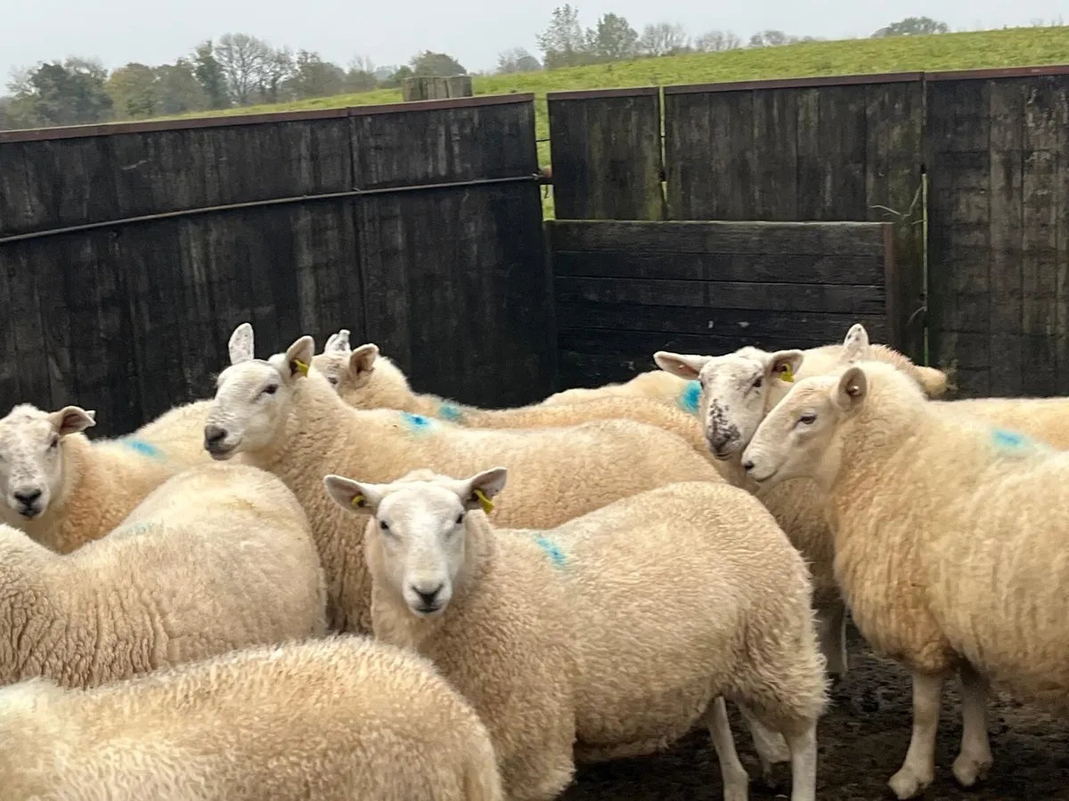 Hogget ewes - Image 2