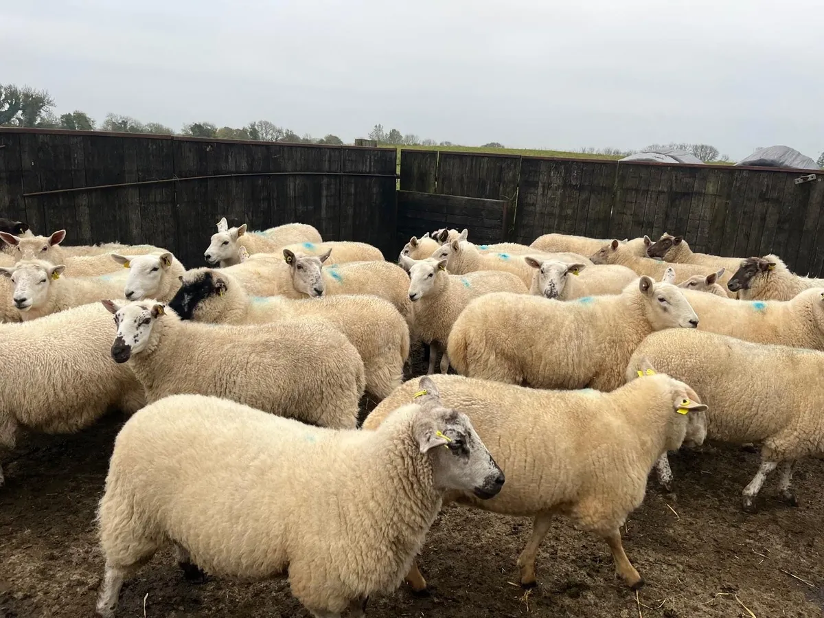 Hogget ewes - Image 3