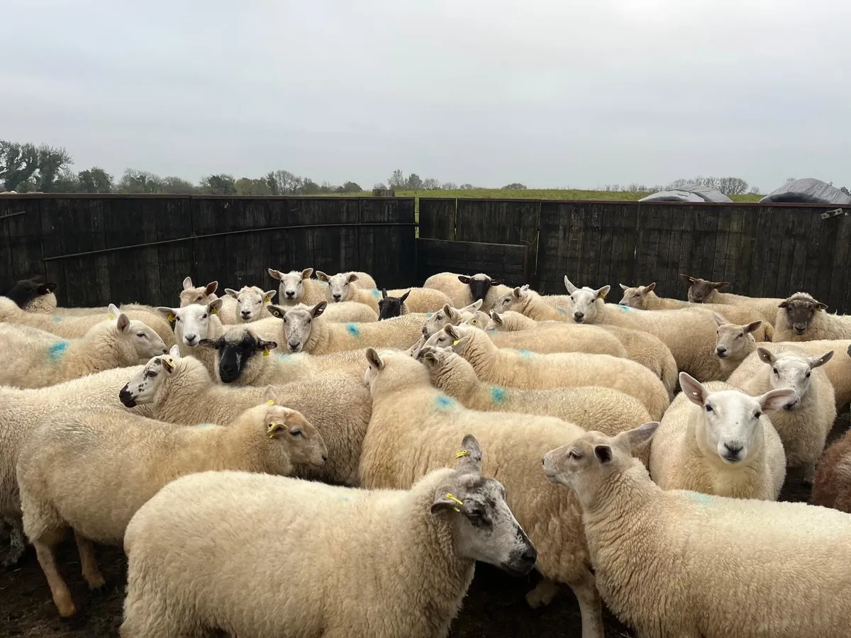 Hogget ewes - Image 4
