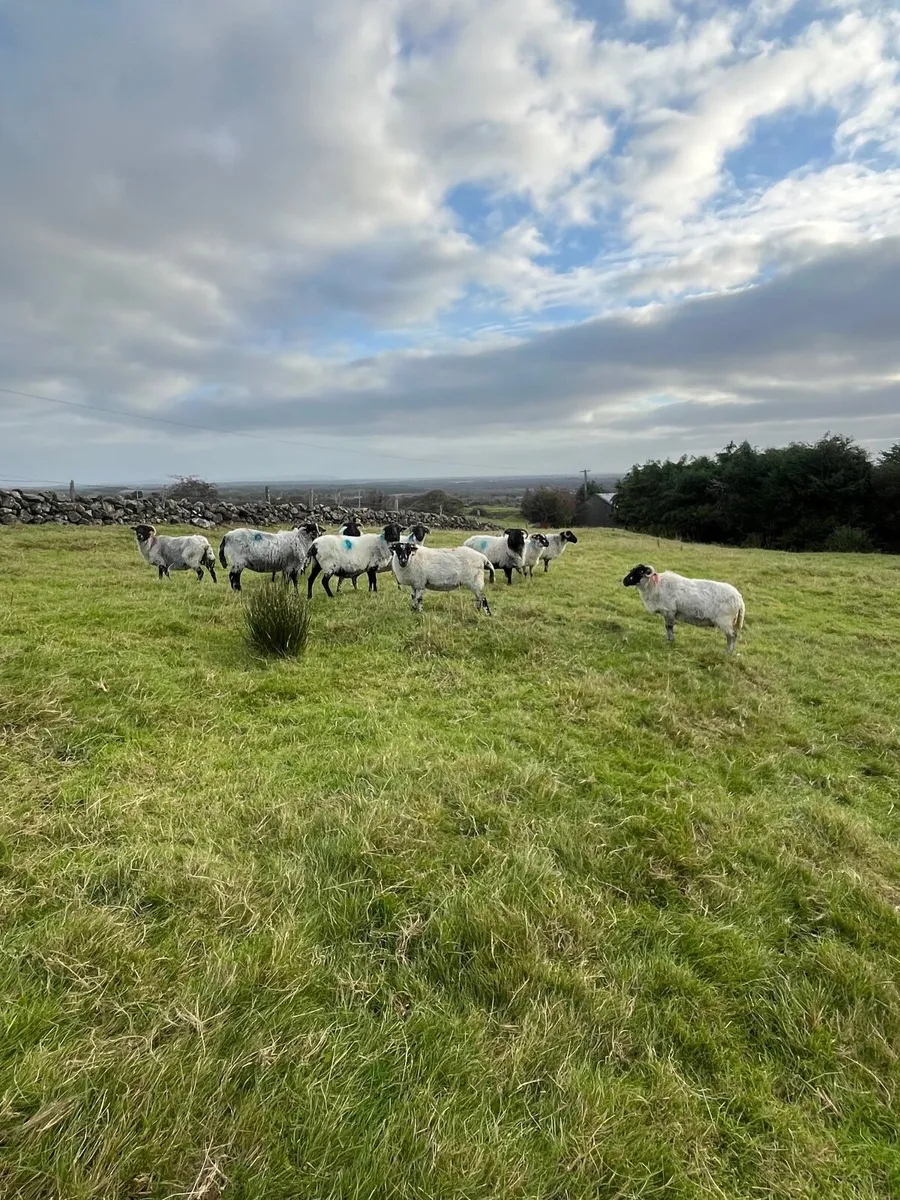 Sheep - Image 2