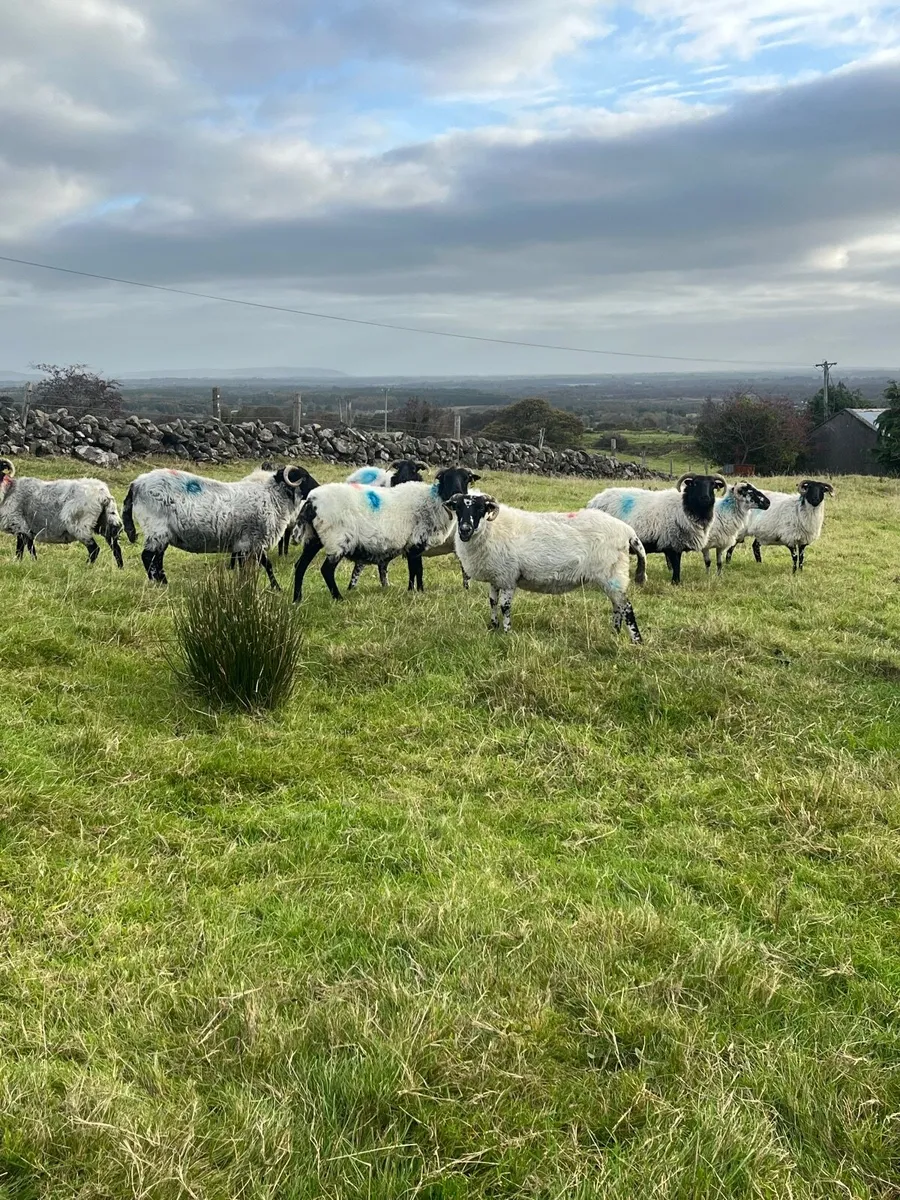 Sheep - Image 1