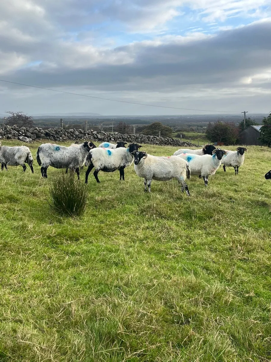 Sheep - Image 3